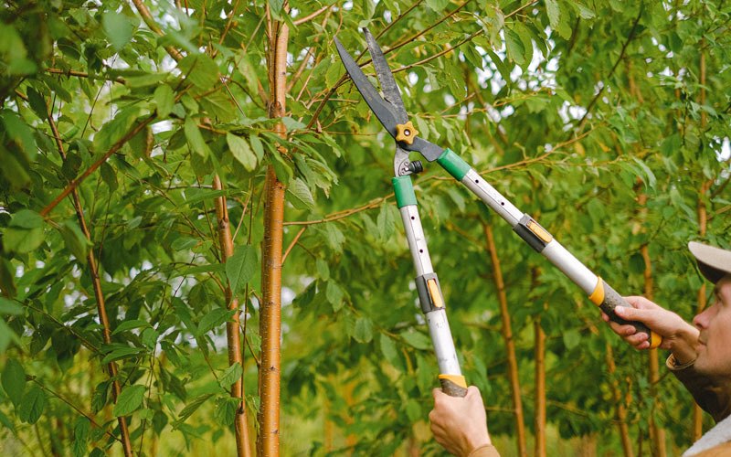 Tree trimming in Ariel, WA